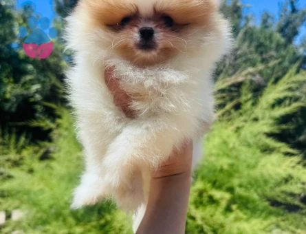 Pomeranian Boo Ayı Burun Dünyalar Tatlısı Yavru