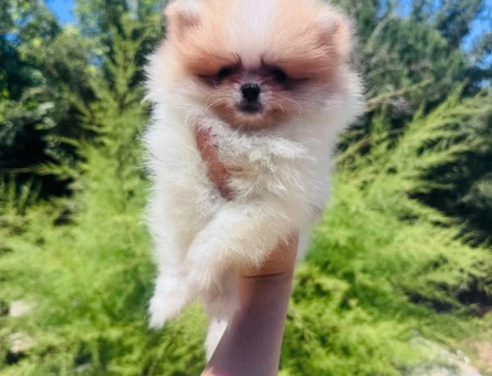Pomeranian Boo Ayı Burun Dünyalar Tatlısı Yavru - 4961