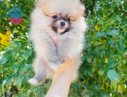 Pomeranian Boo Ayı Burun Dünyalar Tatlısı Yavru