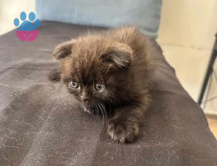 Orijinal Scottish Fold Yavruları