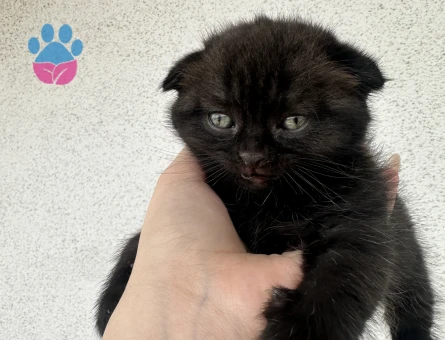 Orijinal Scottish Fold Yavruları