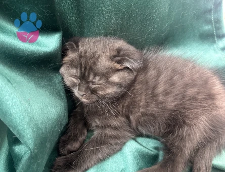 Orijinal Scottish Fold Yavruları
