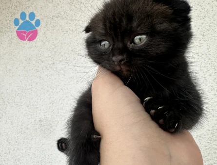 Orijinal Scottish Fold Yavruları