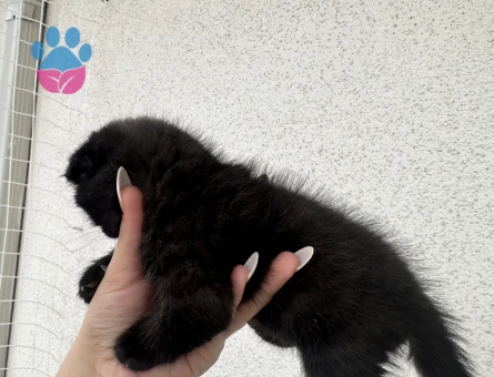 Orijinal Scottish Fold Yavruları