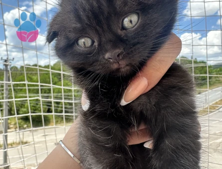 Orijinal Scottish Fold Yavruları