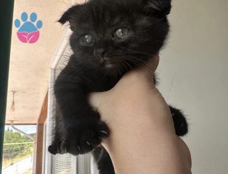 Orijinal Scottish Fold Yavruları