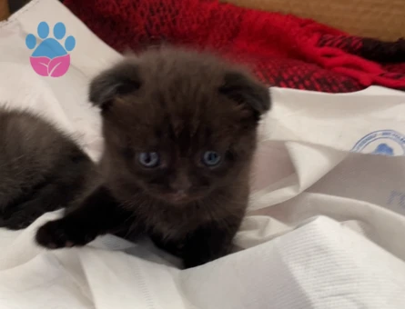 Orijinal Scottish Fold Yavruları