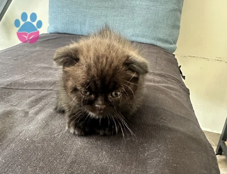 Orijinal Scottish Fold Yavruları