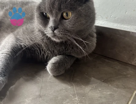 Orijinal Scottish Fold Yavruları