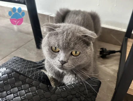 Orijinal Scottish Fold Yavruları