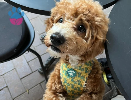 Scrli Maltipoo 1 yaşında