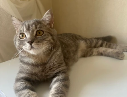 Ücretsiz 5aylık britsih longhair