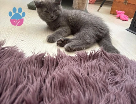 British Shorthair safkan yavrumu sahiplendirmek istiyorum