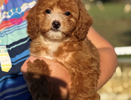 ÜST DÜZEY MALTİPO OĞLUMUZ