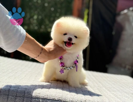 Safkan Pomeranian Boo Ruhsatlı Çiflikten - 6244