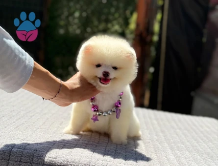 Safkan Pomeranian Boo Ruhsatlı Çiflikten
