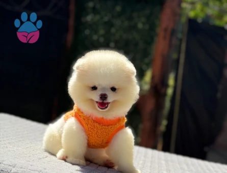 2 Aylık Safkan Kanı Taşıyan Pomeranian Boo Yavrularımız - 6245