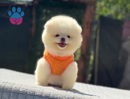 2 Aylık Safkan Kanı Taşıyan Pomeranian Boo Yavrularımız