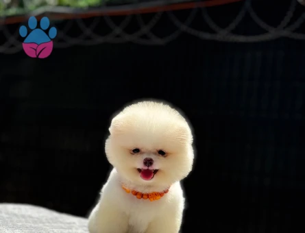 Pomeranian Boo Tedy 2 Aylık Şeker Yavrumuz - 6250