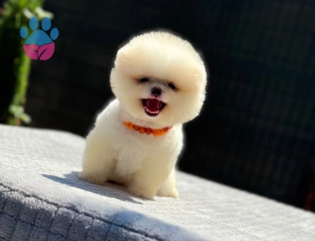 Pomeranian Boo Tedy 2 Aylık Şeker Yavrumuz