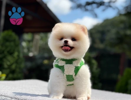 Pomeranian Boo Cream Beyaz Yavrumuz