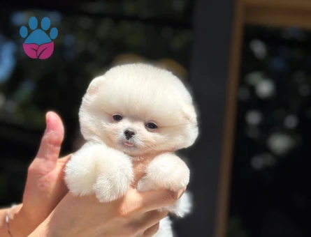karbeyaz pomerianin boo - 6252