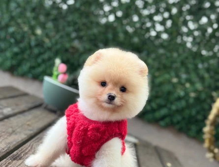 A Kalite pomeranian Boo - 6253