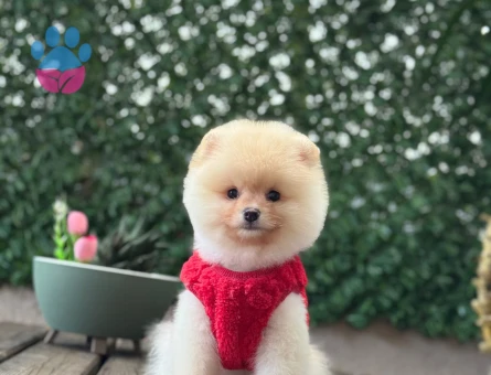 A Kalite pomeranian Boo