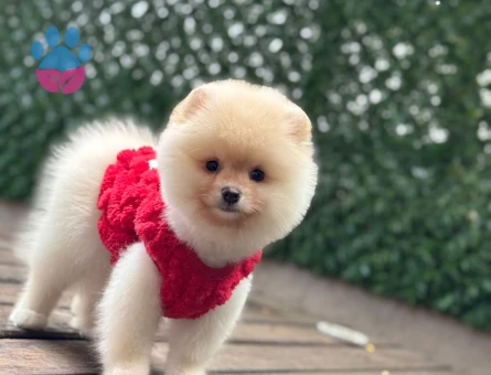 A Kalite pomeranian Boo