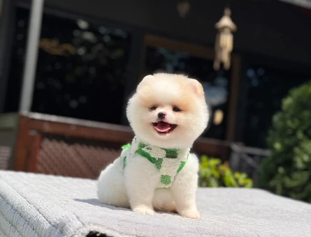 Pomeranian erkek yavrumuz - 6254