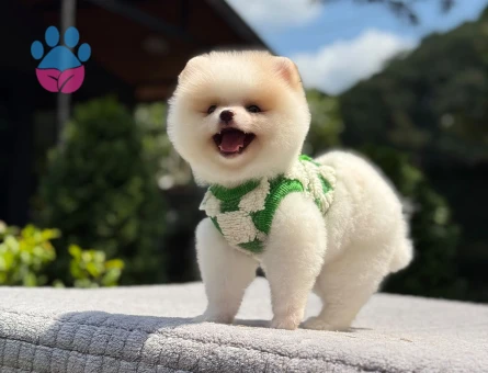 Pomeranian erkek yavrumuz