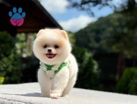 Pomeranian erkek yavrumuz