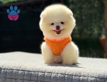 Pomeranian dişi mini ayıcık yavrumuz - 6255