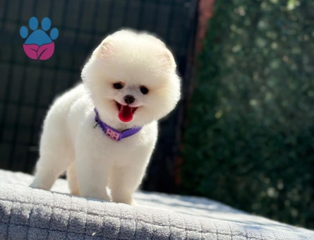 Pomeranian mini erkek yavrumuz teddy - 6256