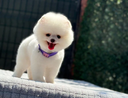 Pomeranian mini erkek yavrumuz teddy - 6256