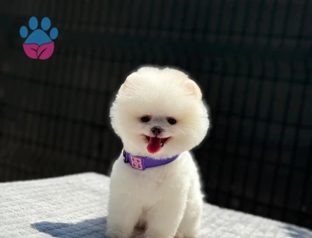 Pomeranian mini erkek yavrumuz teddy