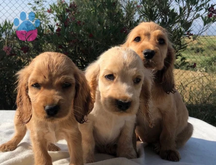 GOLDEN BEBEKLER - 6258
