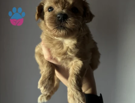 MALTİPOO YAVRU YENİ AİLESİNİ BEKLİYOR