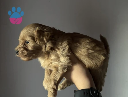 MALTİPOO YAVRU YENİ AİLESİNİ BEKLİYOR