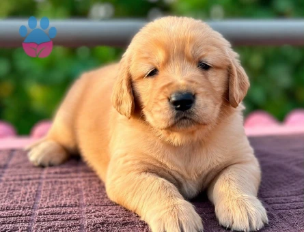 Golden bebeğimiz