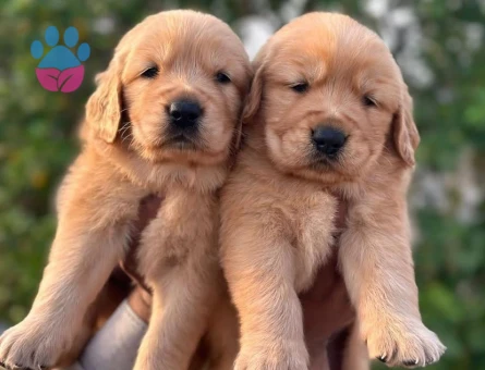 Golden retriever bebekleri - 6266