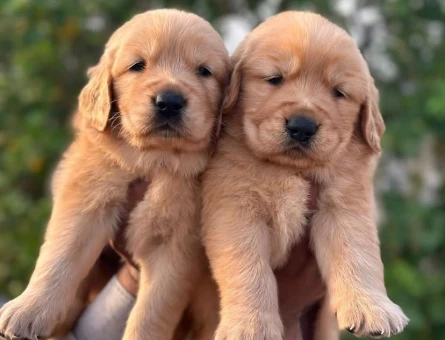 Golden retriever bebekleri - 6266