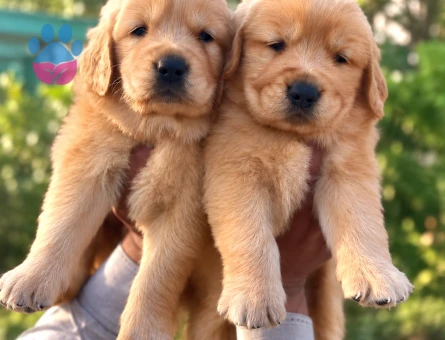 Golden retriever bebekleri