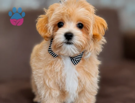 Baby face maltipoo bebekler