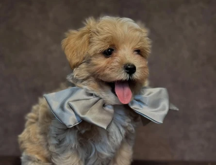 Maltipoo bebekler - 6269