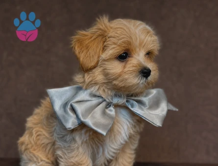 Maltipoo bebekler