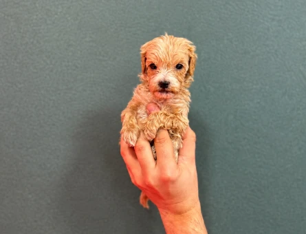 Teacup maltipoo bebekler - 6270