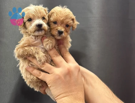 Teacup maltipoo bebekler