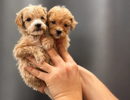 Teacup maltipoo bebekler - 6271