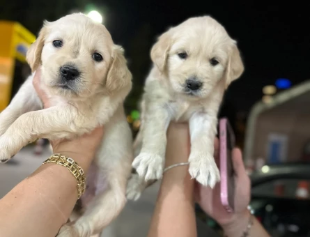 Bayy face golden minnaklarım - 6272